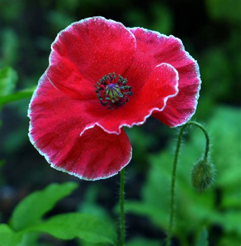 虞美人 花語|虞美人花语的含义及象征——解读这朵美丽花朵的情感内涵（虞美。